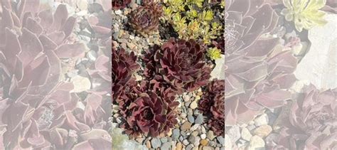 Молодило каменная роза купить в Москве | Товары для дома и дачи | Авито