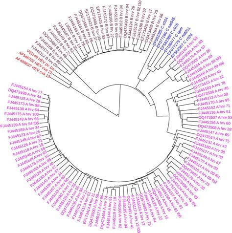 Phylogenetic Tree Of The Hrvs And Hev Cs Constructed By Fegs