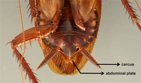 Australian Cockroach Periplaneta Australasiae