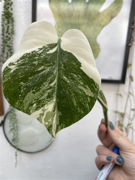 Variegated Monstera 2 - Saffron's Garden Online Shop