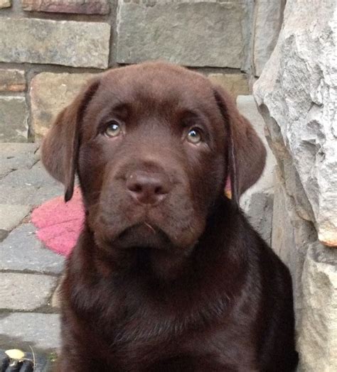 Murphy English Chocolate Lab Labrador Chocolate Lab Labrador