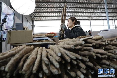 河南温县直播带火铁棍山药 新华网河南频道