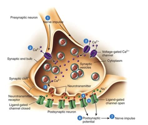 Nap1 3a Synapses Flashcards Quizlet