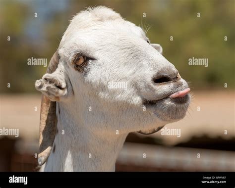 White Goat Sticking Tongue Out Stock Photo Alamy