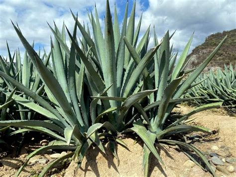 Contacto Venta De Maguey De Oaxaca