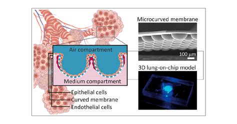 3d Lung On Chip Model Based On Biomimetically Microcurved Culture