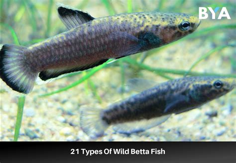 21 Types Of Wild Betta Fish