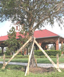 Staking Maintenance Landscape Plants Edward F Gilman Uf Ifas