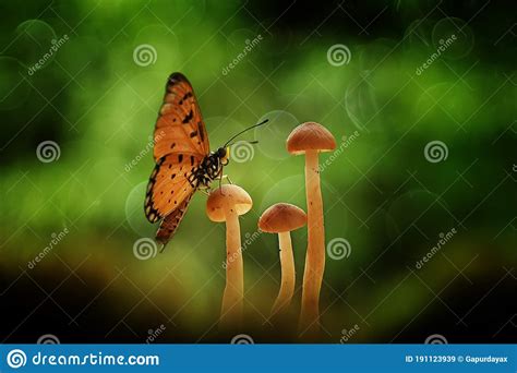 Butterfly In Fungus Stock Image Image Of Interesting