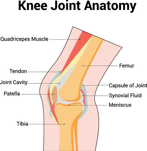 Knee Joint Anatomy Science Diagram illustration 44781541 Vector Art at Vecteezy