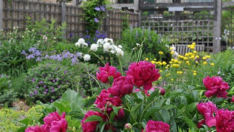 🌸 Growing, Planting, and Care Peonies 🌺 | Growing peonies, Flower ... 