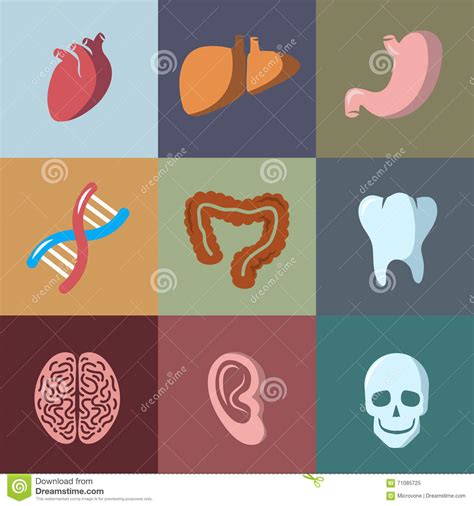 Internal Human Organs Flat Vector Icons Set Stock Vector Illustration