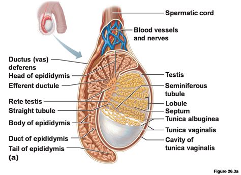 Human Testicle Cut In Half Telegraph