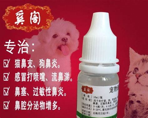 如何正确给小狗用鼻涕喂药（以宠物为主） 宠物护理 番茄宠物网