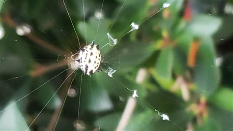gasteracantha cancriformis spiny backed orb weaver  duluth georgia