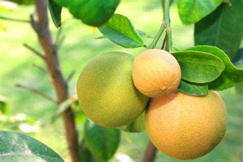 How to Plant a Grapefruit Tree - Minneopa Orchards