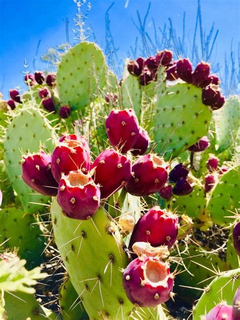 Prickly-Pear-Cactus | Alpha Survivalist