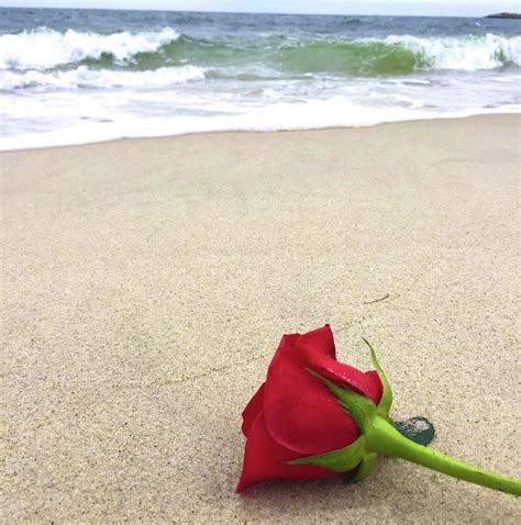 Beach Rose Photograph by Andrea Cota - Fine Art America