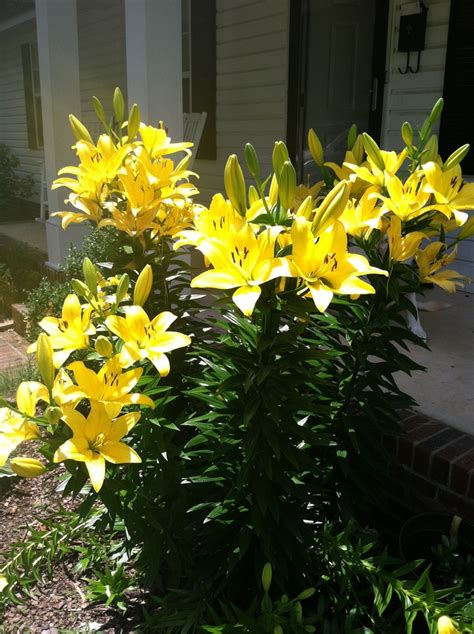 Yellow lilies | My flower, Plants, Outside living