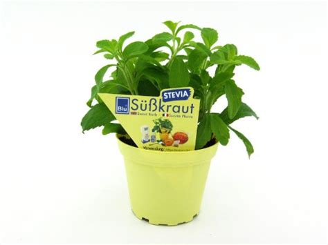 Stevia kaufen