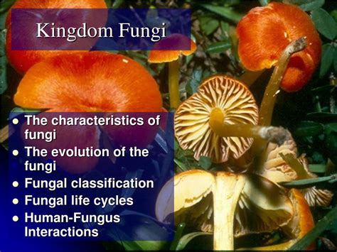 Ppt Kingdom Fungi Powerpoint Presentation Free Download Id3137836