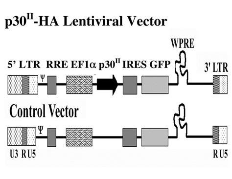 Schematic Illustration Of Lentiviral Vectors Expressing Both P30ha And