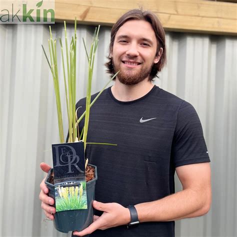 Cortaderia selloana 'Mini Pampas' | Pampas Grass | 2L - AK Kin Garden