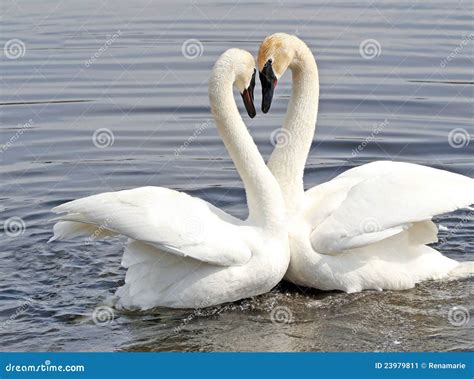 Courtship Dance of Two Swans Stock Image - Image of feather, swimming ...