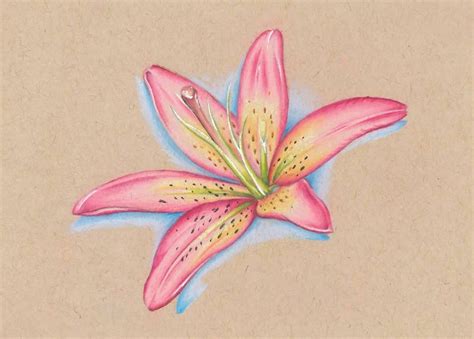 Lily Colored Pencil Drawing