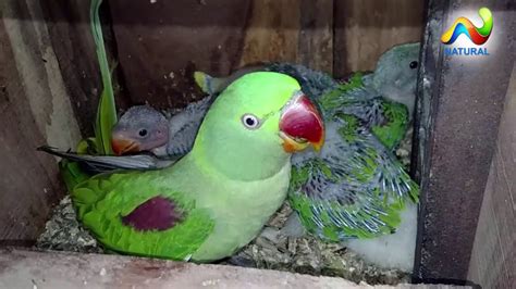 Alexandrine Parrot Breeding Season Youtube