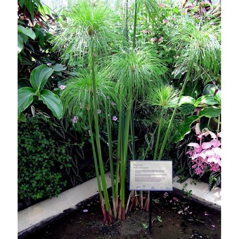 Papyrus Sedge, Paper Reed Seeds (Cyperus papyrus) - Price €2.35