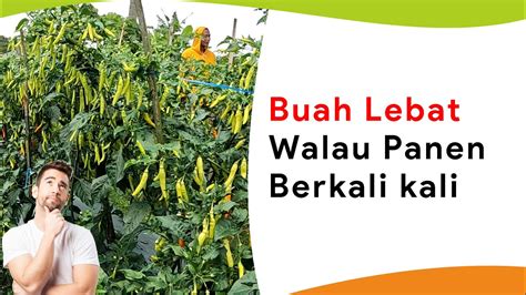 Perawatan Cabe Setelah Panen Musim Kemarau Buah Lebat Kembali Tanpa