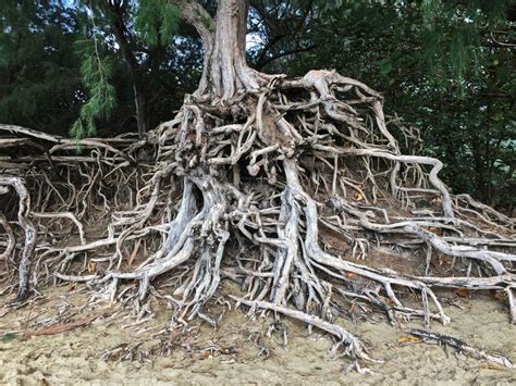 Eucalyptus Tree Root System Hot Sex Picture