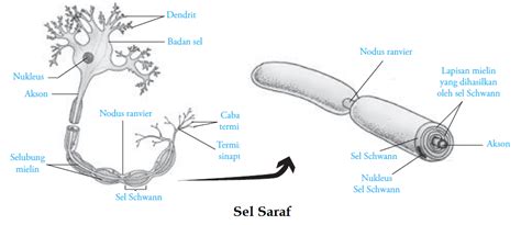 Fungsi Bagian And Gambar Sel Saraf Neuron