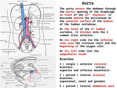 Ppt Aorta The Aorta Enters The Abdomen Through The Aortic Opening Of The Diaphragm In Front Of