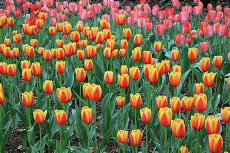 Tiptoe Through The Tulips Photograph By Suzanne Gaff Fine Art America