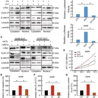 Impact Of Dvl On The Wnt Catenin Pathway A Dual Luciferase Assay