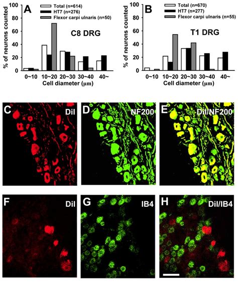 A B Size Distribution Of C8 And T1 DRG Neurons Labeled Retrogradely