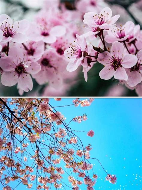 7 reasons you MUST visit Shillong during Cherry blossom season