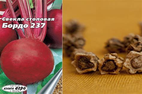 Свёкла Бордо 237: описание сорта, фото, посадка, выращивание