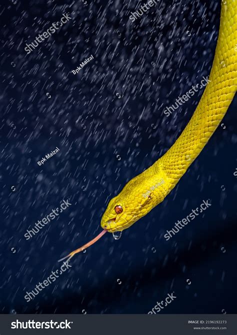 Beautiful Yellow Viper Snake Close Stock Photo 2196192273 | Shutterstock