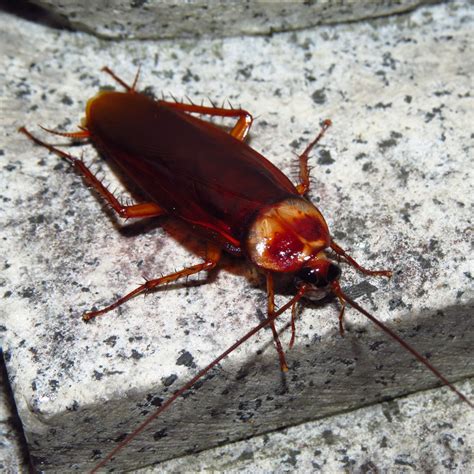 Roach Control In East Texas Hoppers Pest Control