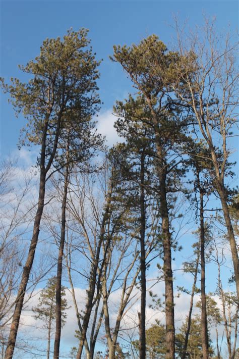 Photo: Tall Pitch Pines Above | Andy Arthur.org