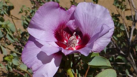 Local plants for gardens in Darwin and the Northern Territory - Ecobits Australia