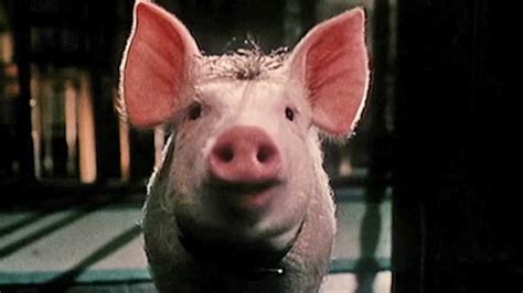 Trailer Du Film Babe Le Cochon Dans La Ville Babe Le Cochon Dans La