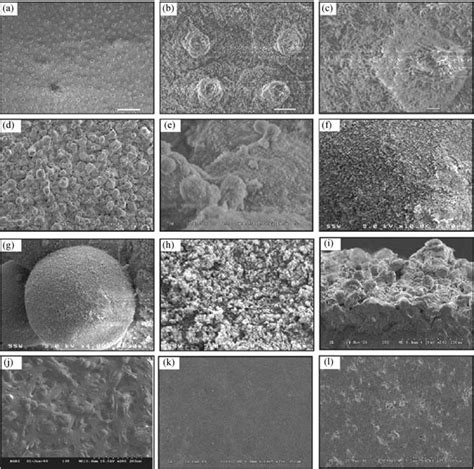 Micro And Nano Structures Of Lotus Leaf Nelumbo Nucifera Ac