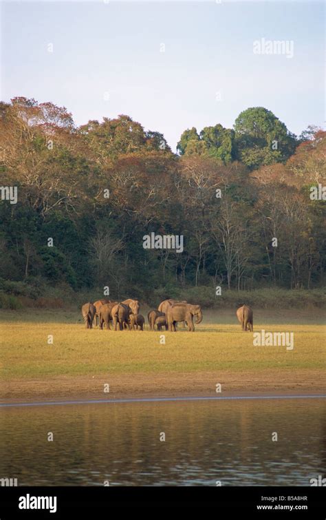 Periyar wildlife sanctuary hi-res stock photography and images - Alamy