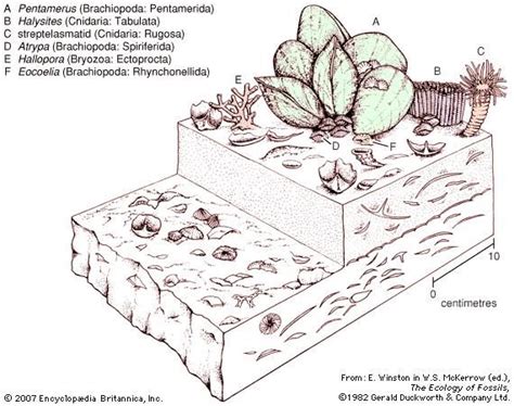 Ordovician Silurian Extinction Overview And Facts