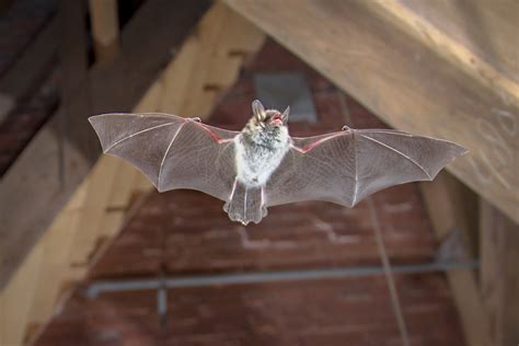 How Do Bats Get In The House Covenant Wildlife