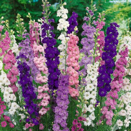 Nemtisori Mix 1 G Seminte Planta Ornamentala Delphinium Flori